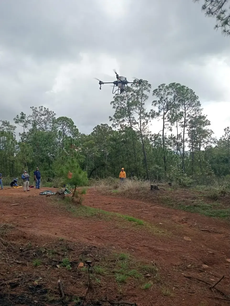 La iniciativa “Bio Renace” busca recuperar áreas forestales afectadas por incendios.