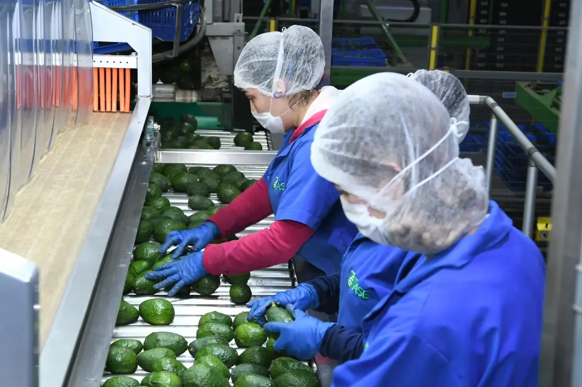 La implementación del Certificado Laboral busca formalizar el empleo en la cadena agroexportadora del aguacate.