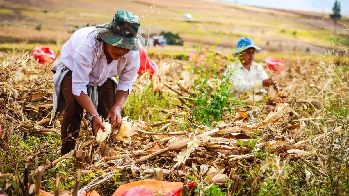 La Secretaría de Agricultura de Michoacán llama a verificar cuentas bancarias de los beneficiarios.