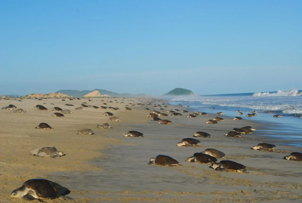 VIDEO | PROFEPA investiga saqueo en nidos de tortuga marina