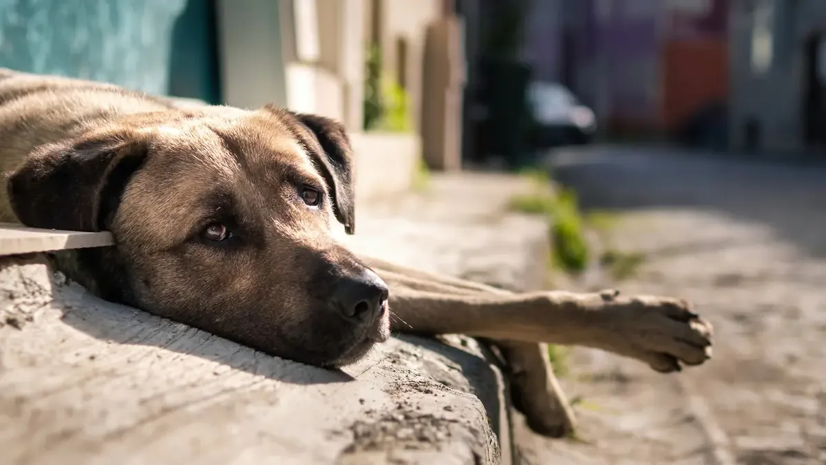 Las autoridades exhortan a cuidar a los animales de compañía para evitar maltrato y sanciones.