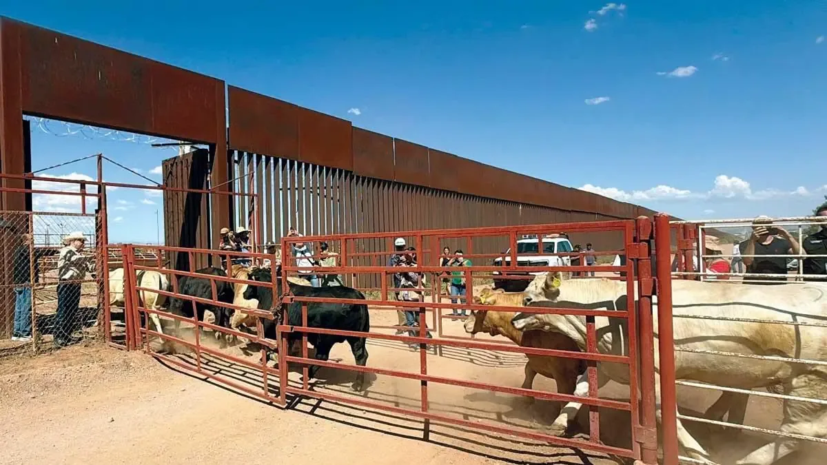 La reactivación del cruce de ganado impacta el mercado de carne estadounidense y local.