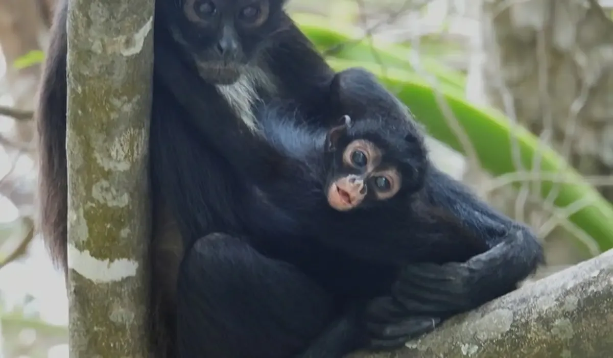 Medidas para proteger especies de primates ante el aumento de temperaturas en México.