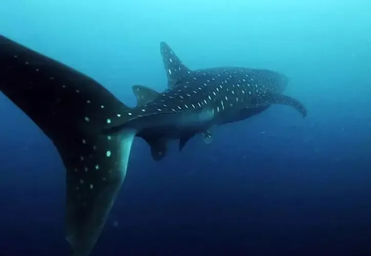 Actividades de conservación de tiburones en el proyecto de Isla Mujeres.