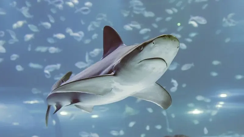 Se celebran juegos y talleres para concienciar sobre la importancia de los tiburones.