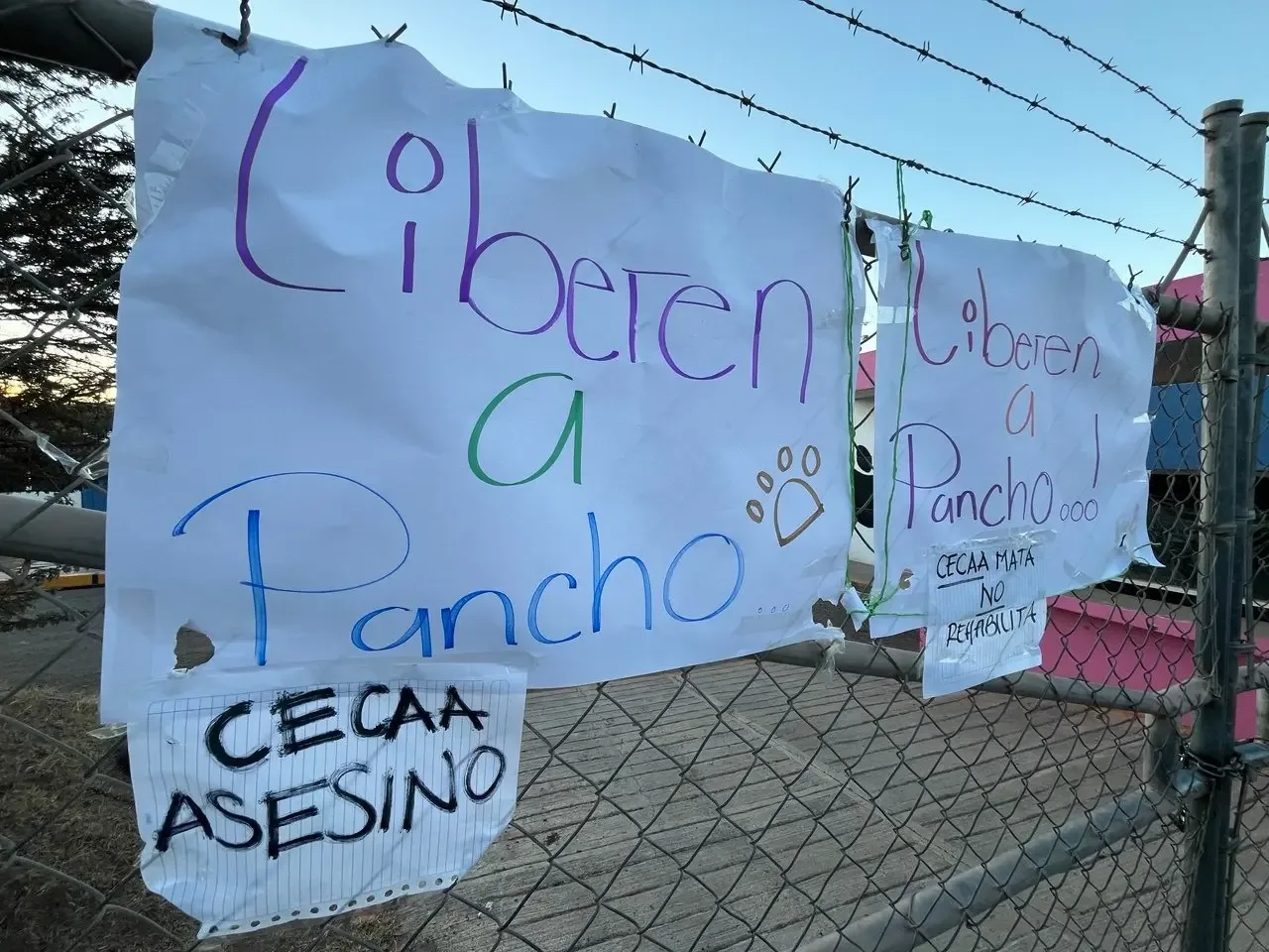 Activistas protestan en Guanajuato exigiendo la liberación del perro Pancho.