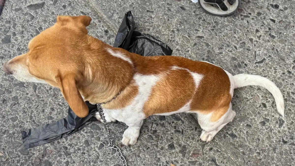 Activistas y autoridades enfrentan un aumento en incidentes de maltrato animal en la región.