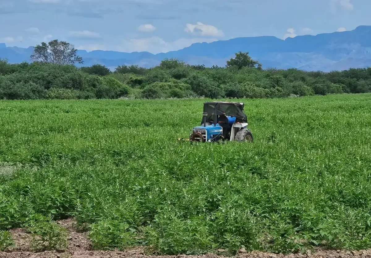 La falta de apoyos y de políticas agropecuarias motiva el abandono de tierras en el sur de Sonora.