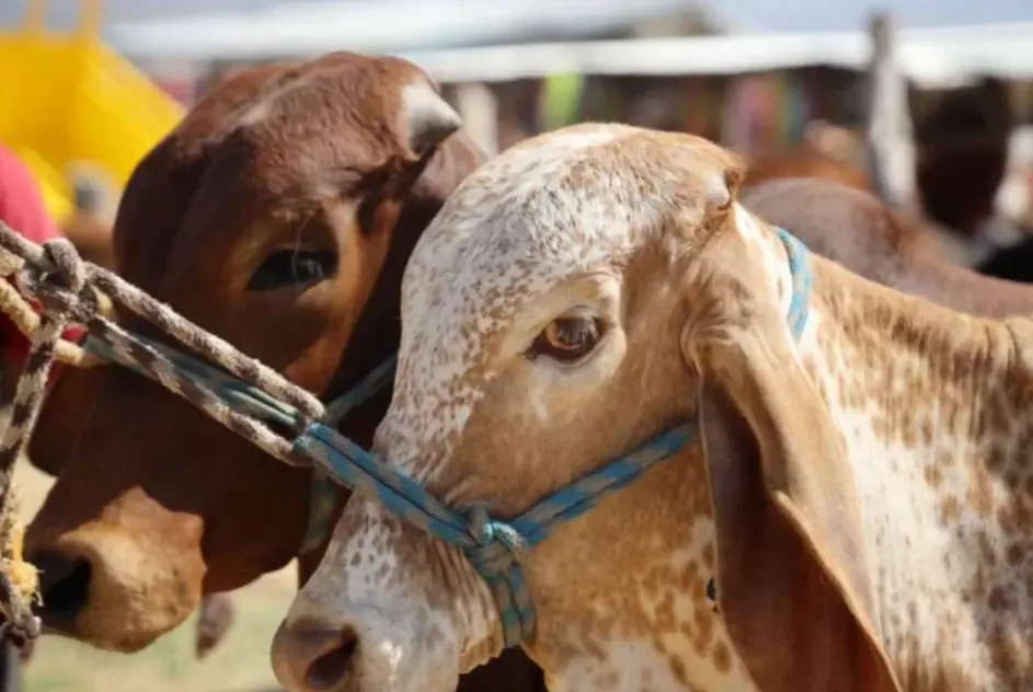 La reunión busca abordar la colaboración entre México y Estados Unidos ante un problema agrícola creciente.