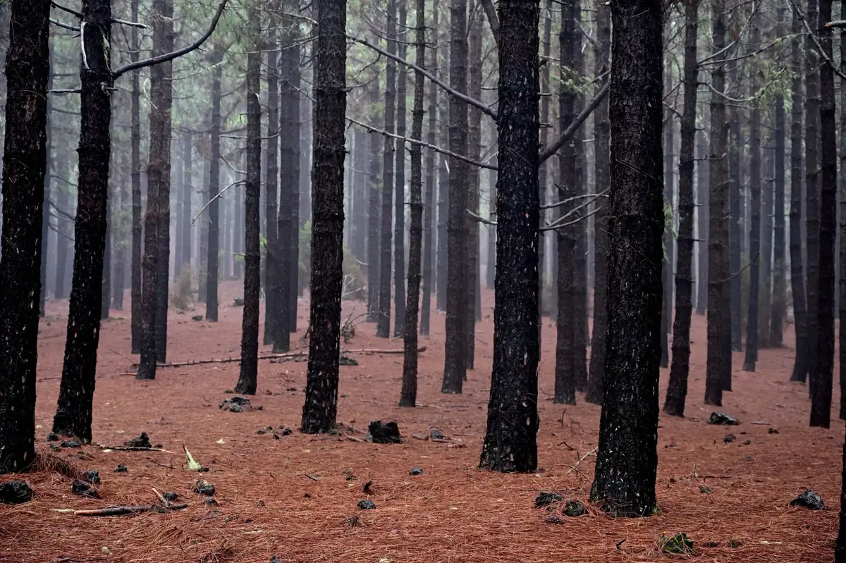La expansión de plantaciones forestales genera cortes de energía en Ñuble, demandando acciones de regulación en la zona.