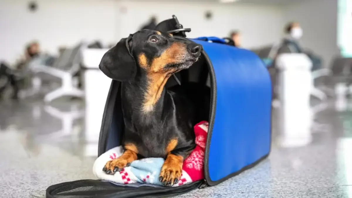 Nueva directiva establece medidas para proteger a los animales en situación de abandono.