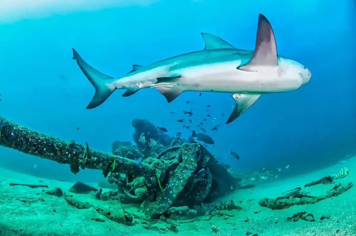 Activistas llaman al Gobierno a proteger el ecosistema marino ante la expansión industrial.