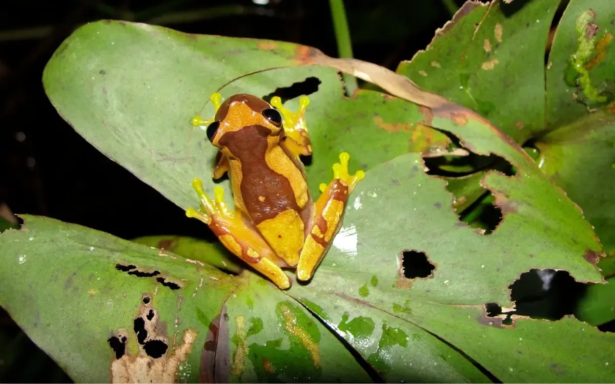 Anfibios usando la dormancia para sobrevivir a cambios climáticos severos.