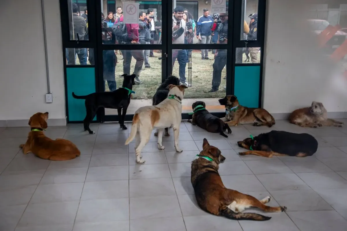 Animales rescatados del Refugio Franciscano bajo la custodia de la Fundación Haghenbeck.