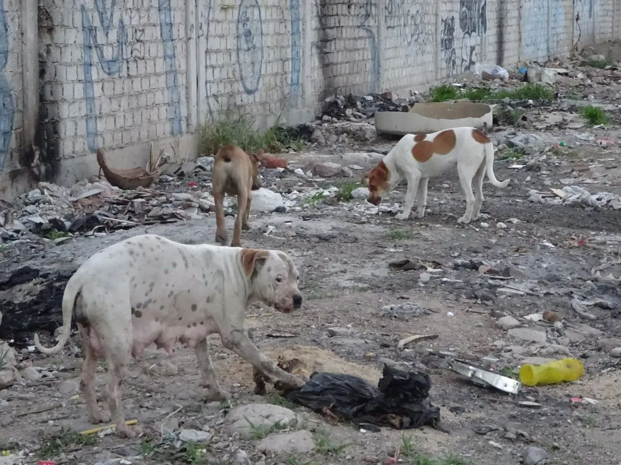Animales rescatados por el CECAA en Guanajuato, enfrentan abandono creciente.