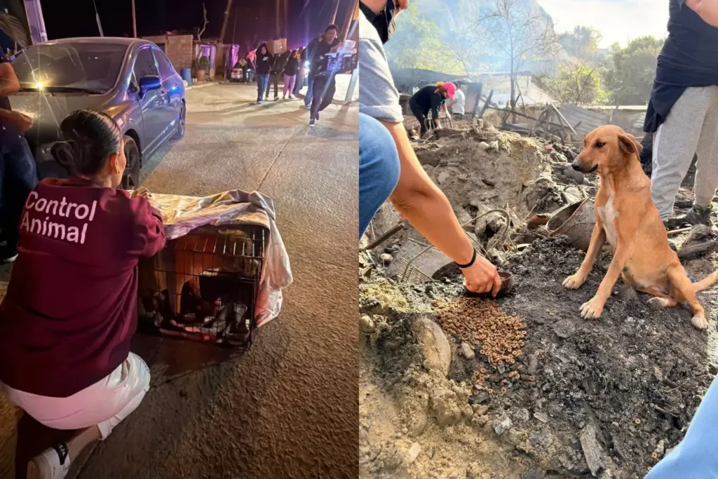 Animales rescatados tras el incendio en Rancho Las Flores reciben atención médica.