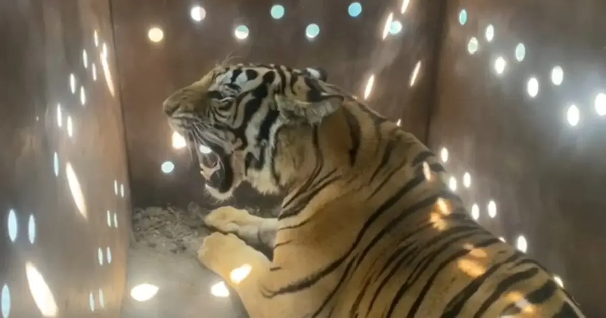 La falta de regulación en el manejo de fauna silvestre pone en riesgo a especies en México.