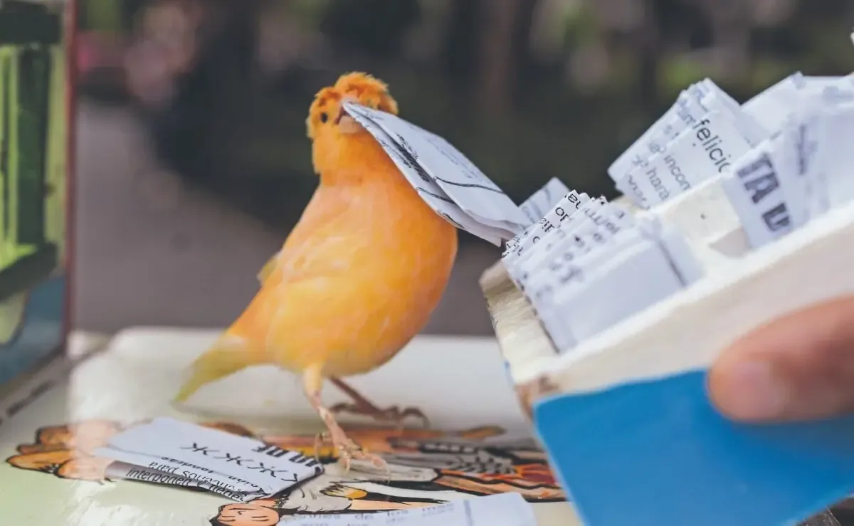 La conexión entre las aves y los mensajes de la gente destaca la riqueza del folclore mexicano.