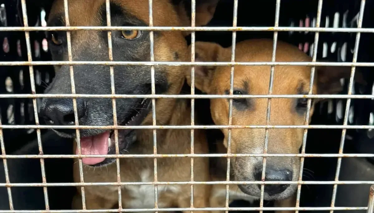 La nueva ley busca frenar el maltrato animal y prevenir violencia hacia humanos.