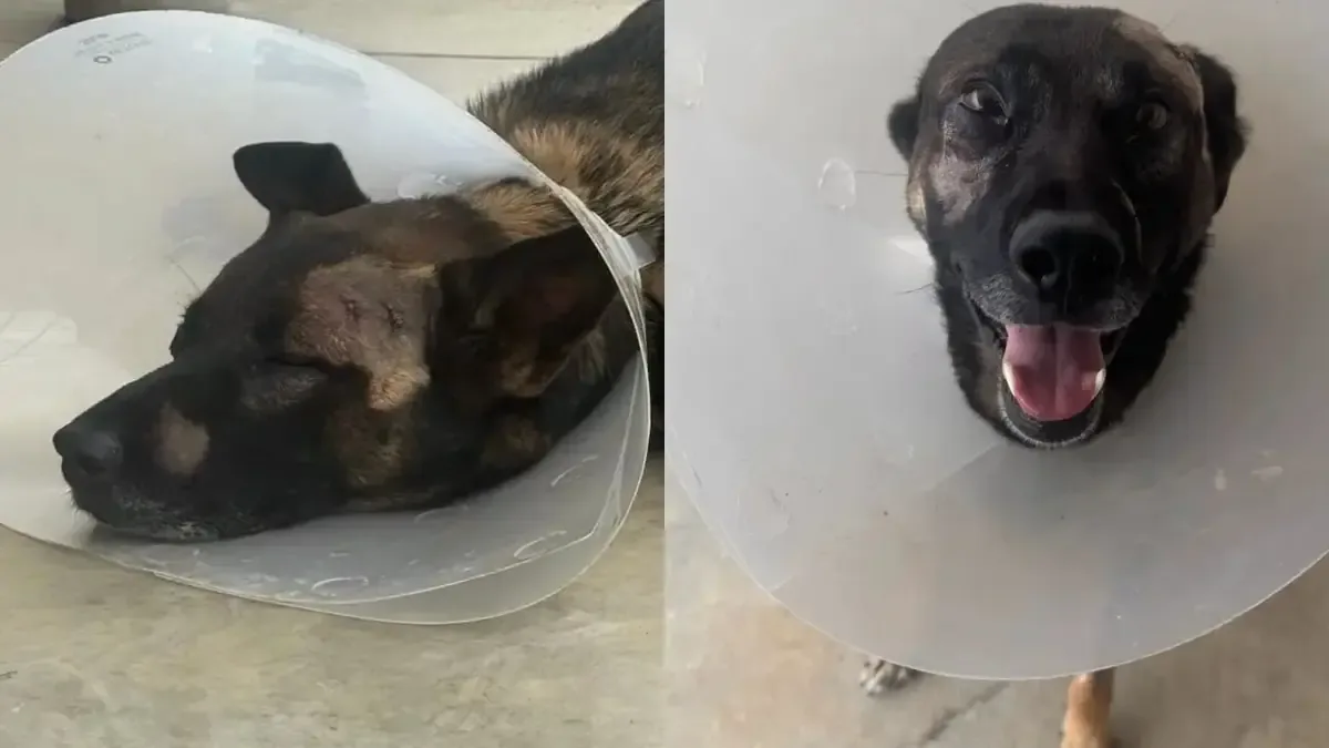 Un agente K-9 se recupera tras ser herido en la cara al atender un reporte de robo en Escondido.
