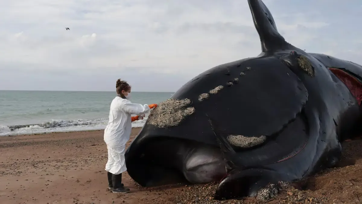 La alarmante mortandad de ballenas en Argentina se relaciona con una bacteria y condiciones ambientales sospechosas.
