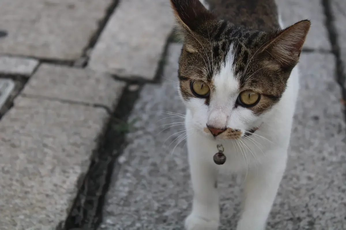 La red estaba dedicada al robo y venta de gatos para carne, una operación alarmante en la ciudad vietnamita.
