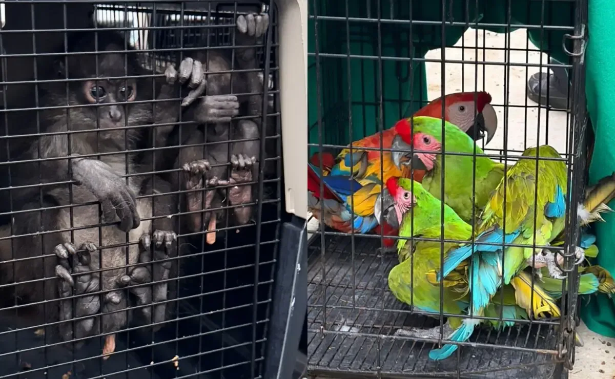 La Profepa rescató especies silvestres en peligro de extinción en un balneario, contribuyendo a su conservación.