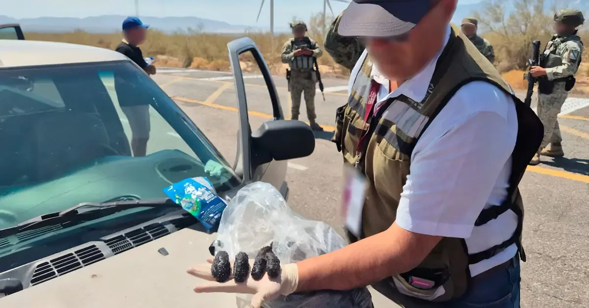 La captura de estos organismos resalta la importancia de proteger especies en peligro.