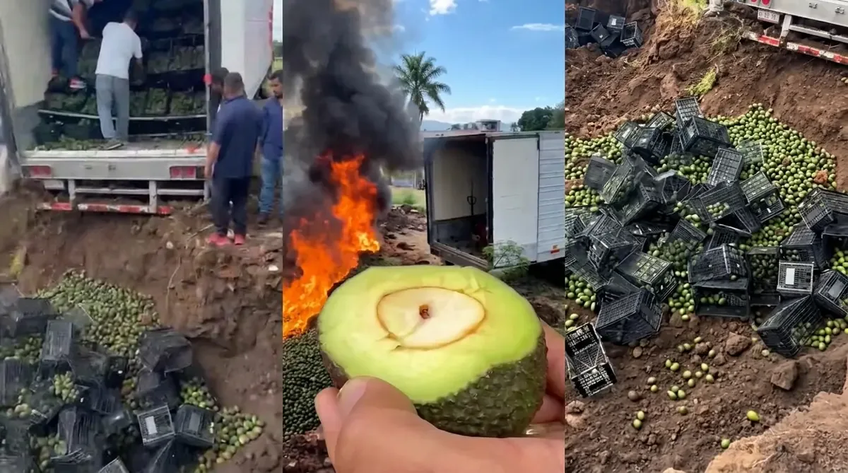 La incautación se realizó en Peribán para proteger la producción local de aguacate.