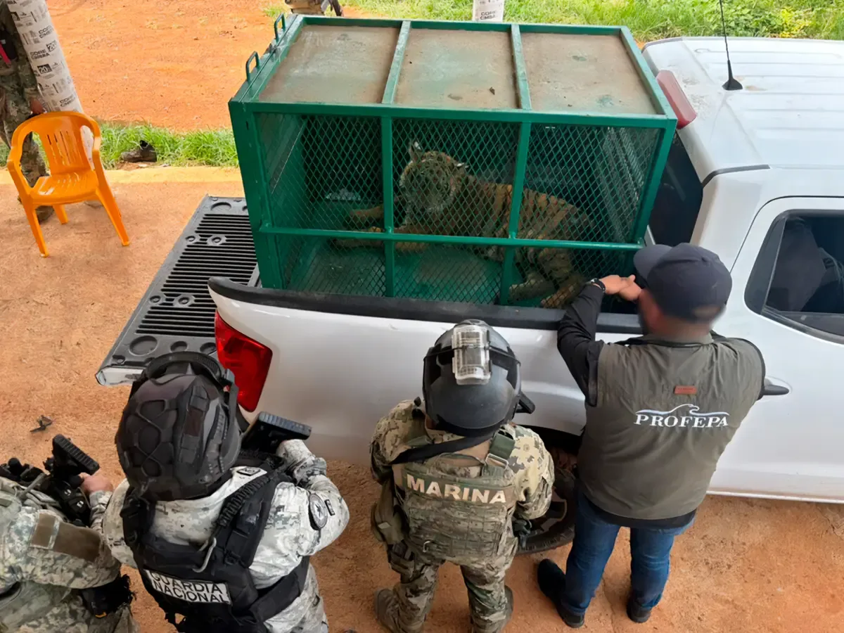 La intervención se realizó tras un operativo en el marco del Plan Michoacán por la Paz y la Justicia.