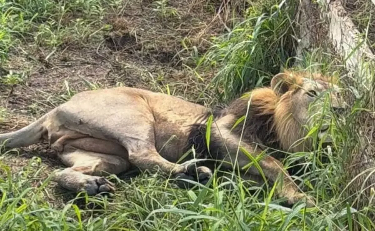 El león fue sedado y trasladado a un refugio donde recibirá atención médica.