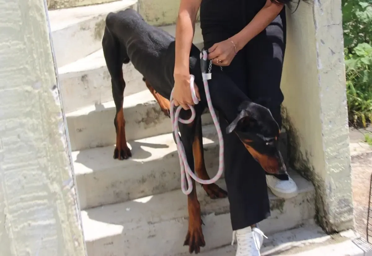 La Fiscalía de Michoacán investiga un caso de presunto maltrato animal en la ciudad.