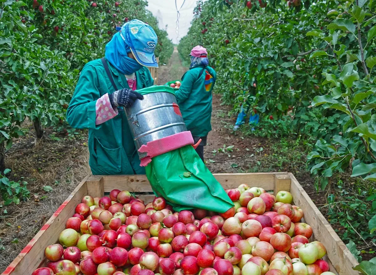 La producción nacional de manzana llega a 433 mil toneladas, destacando importancia económica y alimentaria.