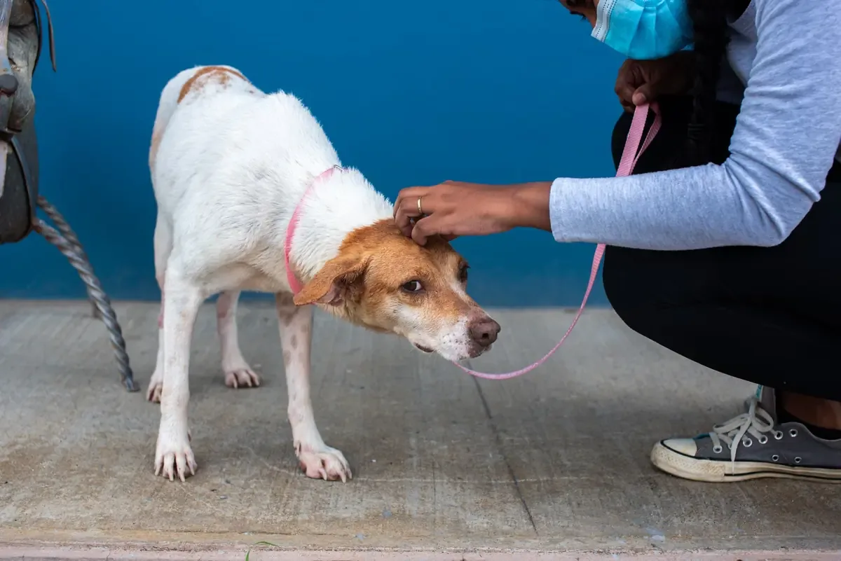 Las autoridades han intensificado las acciones para proteger a los animales víctimas de maltrato en el estado.