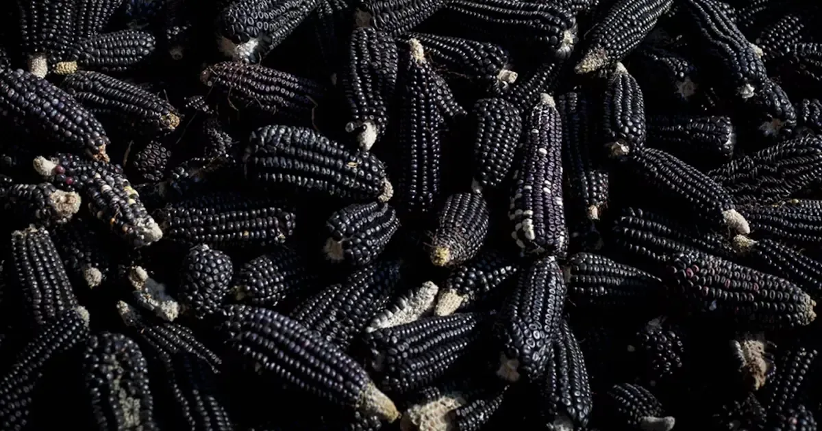 La creciente dependencia del maíz importado podría afectar la soberanía alimentaria del país.