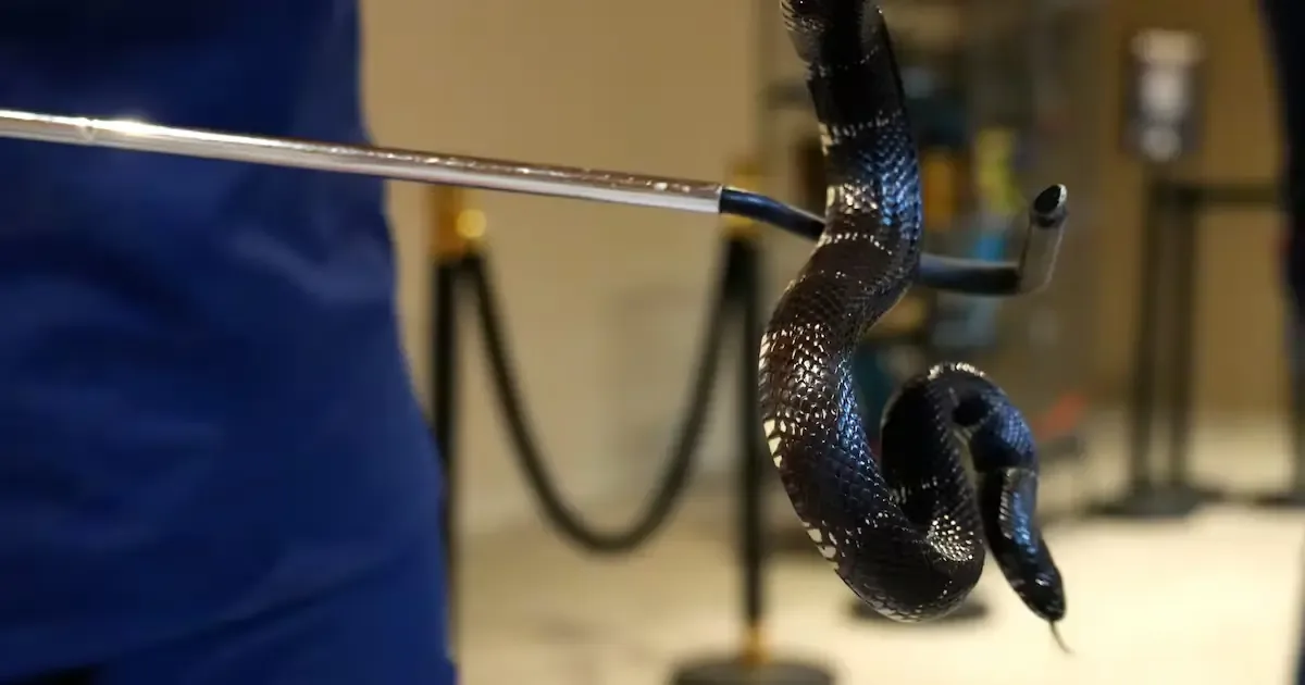 Con el incremento de temperaturas, la presencia de reptiles en hogares de Mexicali también aumenta, generando preocupación.