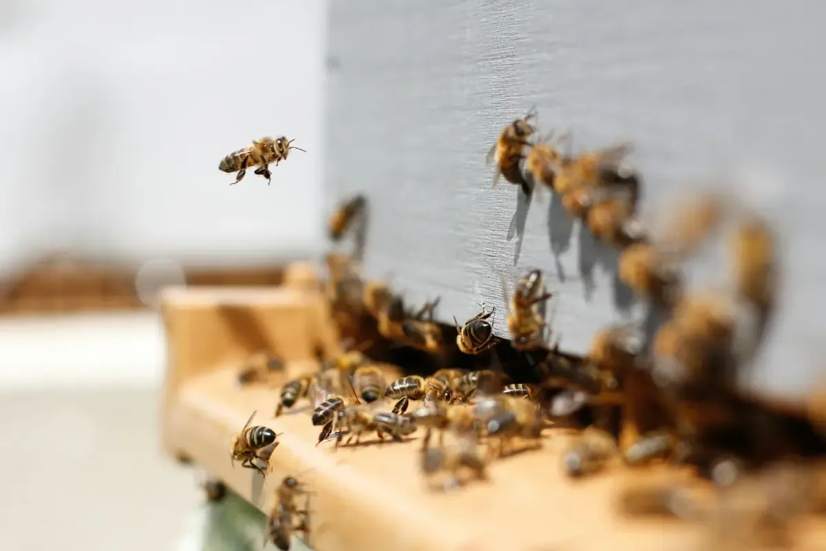 La estrategia impulsa la apicultura local y promueve la conservación del ecosistema.