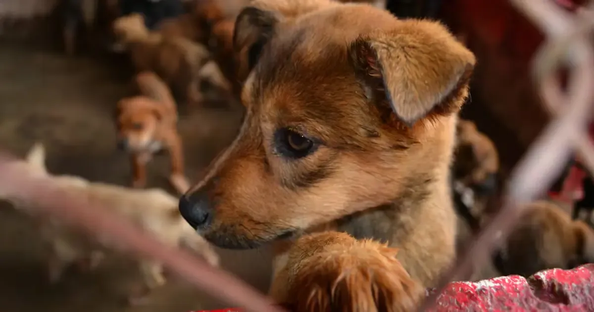 Autoridades alertan sobre condiciones de maltrato en el rescate de perros, gatos y conejos.