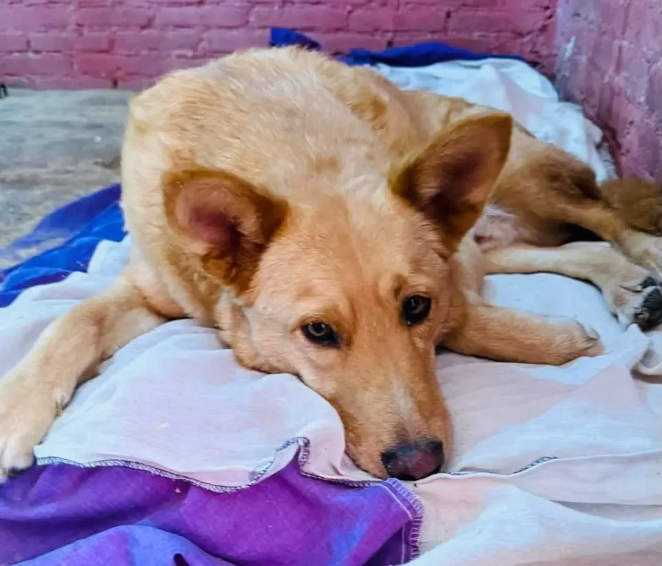 La prisión preventiva del agresor de una perra marca un precedente en la justicia animal del municipio.