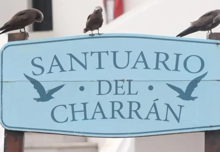 Aves charranes anidando en el Santuario del Charrán en Isla Mujeres.
