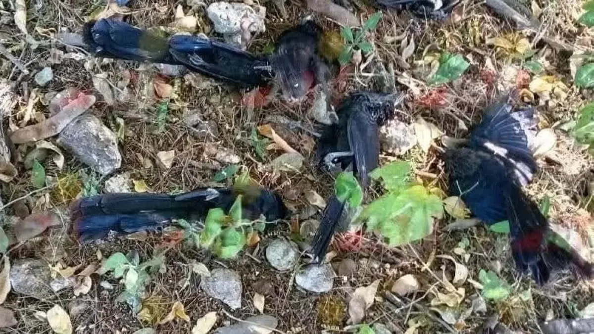 Aves nativas de Yucatán están muriendo a consecuencia del frío extremo.