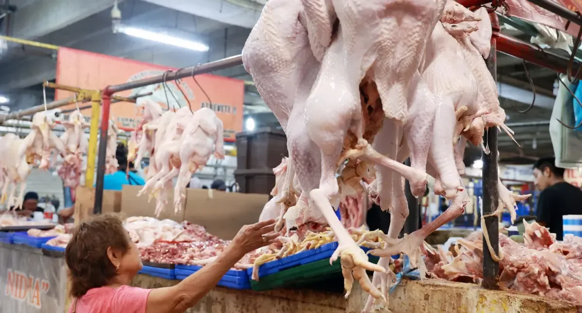Las crecientes importaciones de pollo de Brasil impactan negativamente la producción avícola en Yucatán.