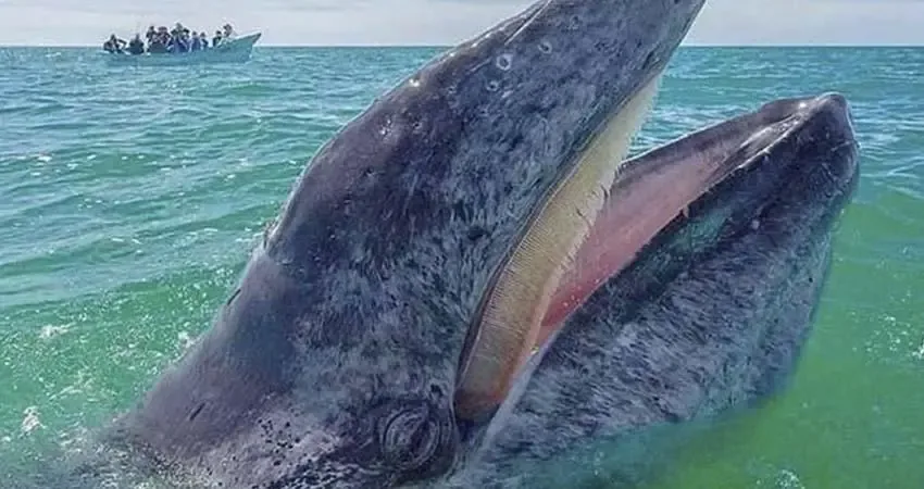 Avistamiento de ballena gris en las aguas de Puerto Chale, Baja California Sur.