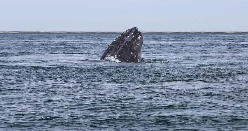 Avistamiento de ballenas grises en Puerto Chale, un fenómeno natural impresionante.