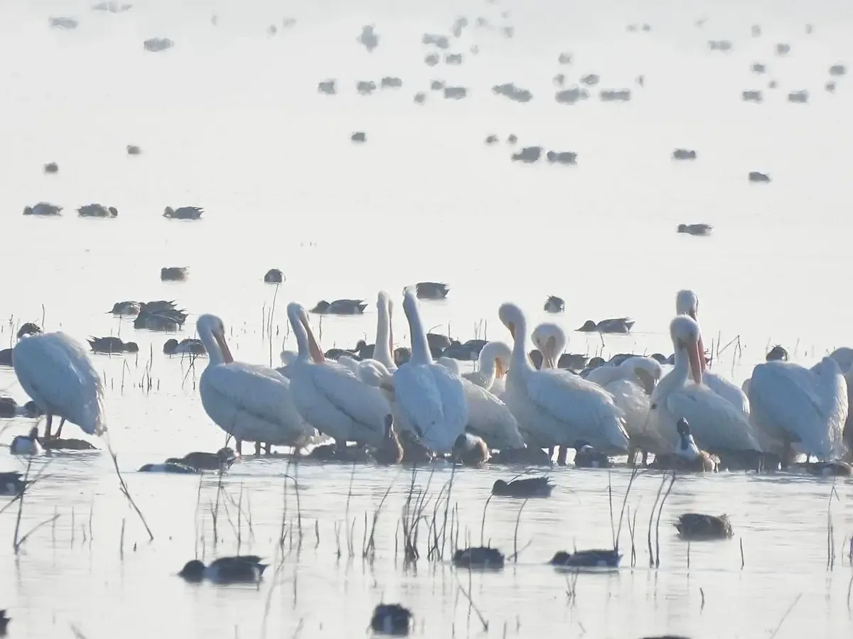 Avistamiento de pelícanos blancos americanos en el lago de Texcoco.