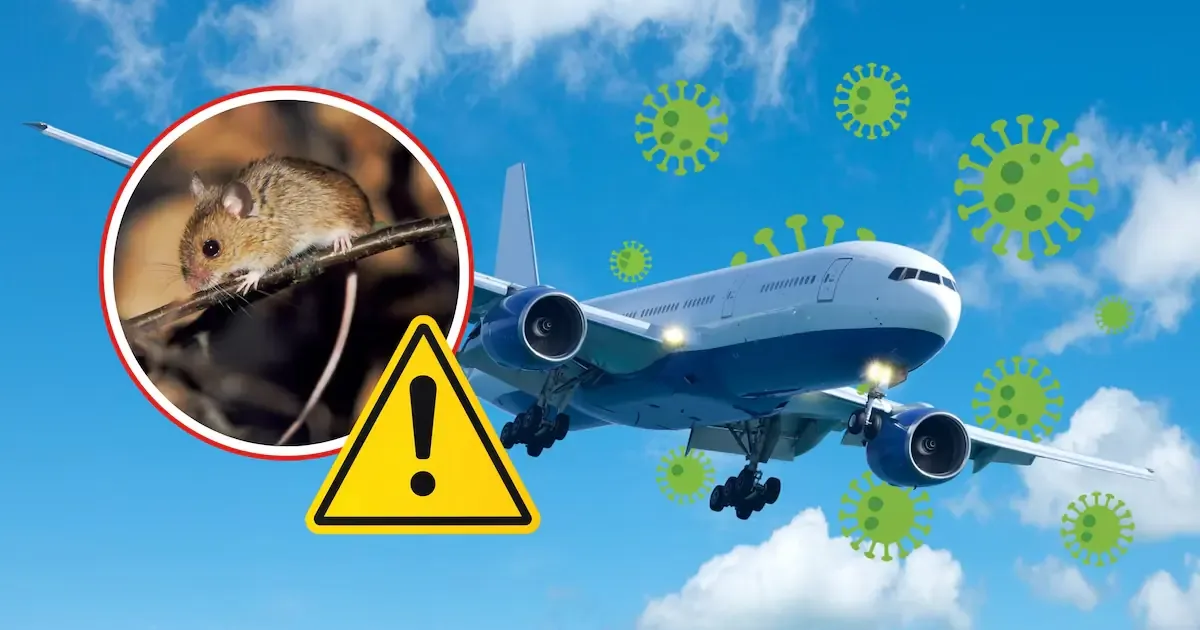 Una trabajadora de KLM se encuentra en aislamiento mientras se realizan pruebas para detectar hantavirus.