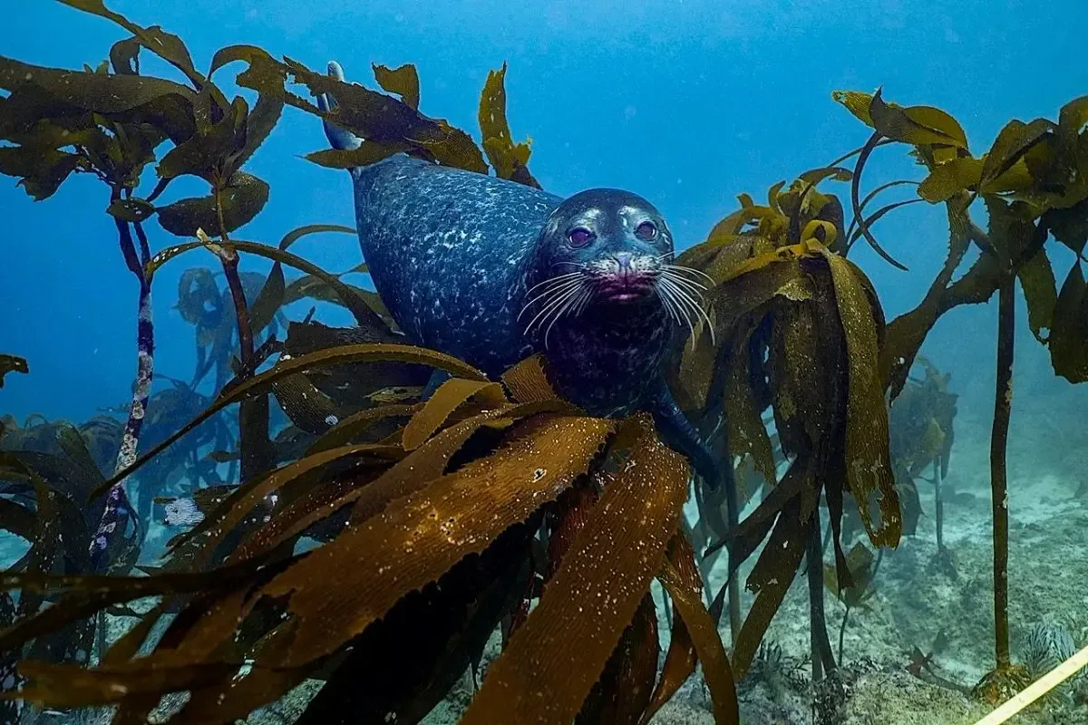 "Baja California enfrenta una crisis de pérdida de bosques de kelp en su costa."
