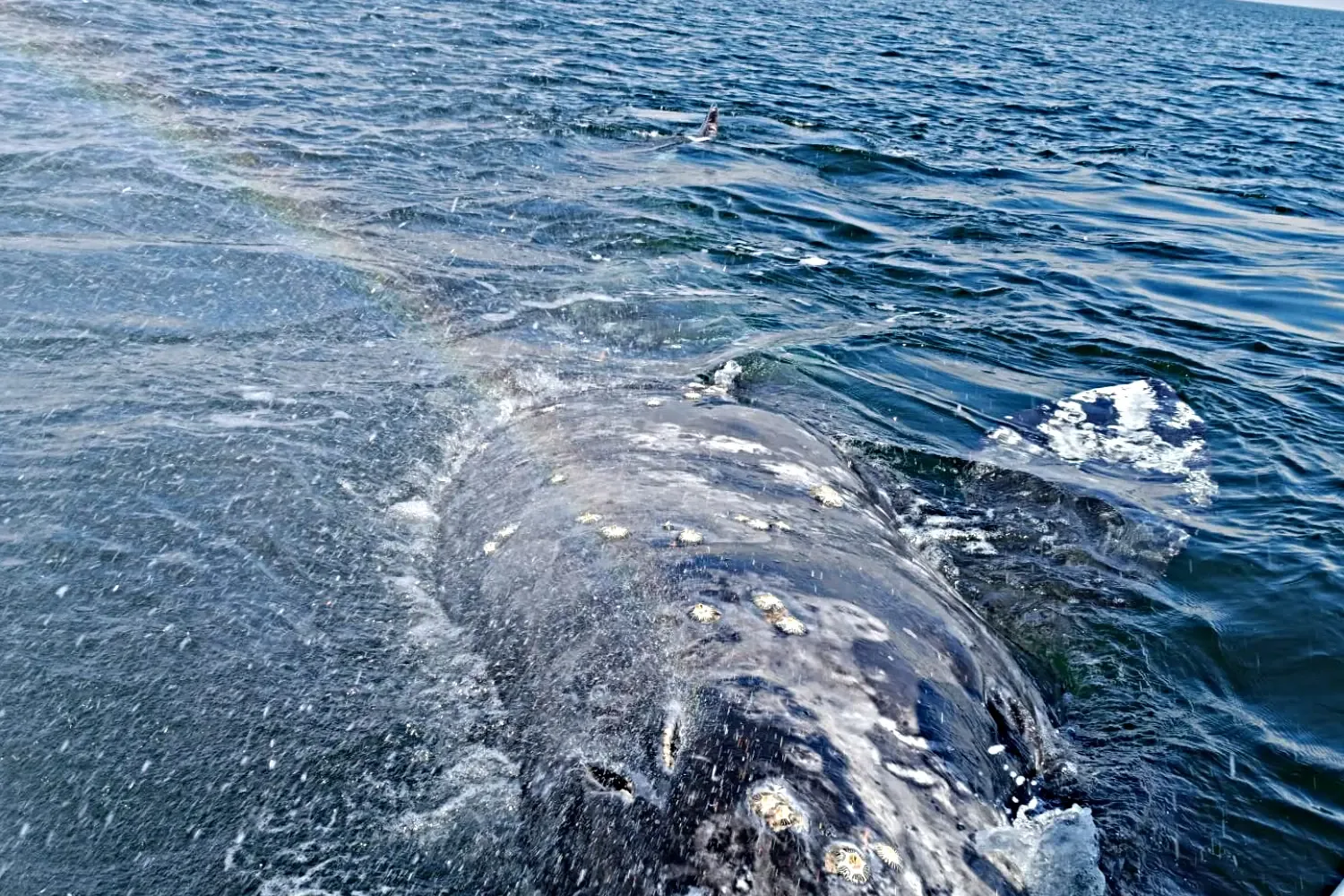 Ballenas avistadas en las aguas de Puerto Chale, Baja California Sur.