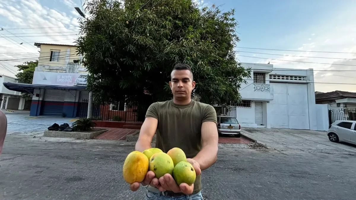 La ciudad se repleta de mangos y árboles, revitalizando su paisaje y tradición.