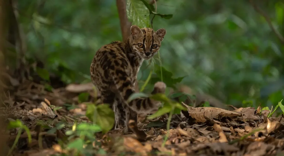 La bióloga Paola Nogales-Ascarrunz advierte sobre las amenazas al hábitat de esta nueva especie.